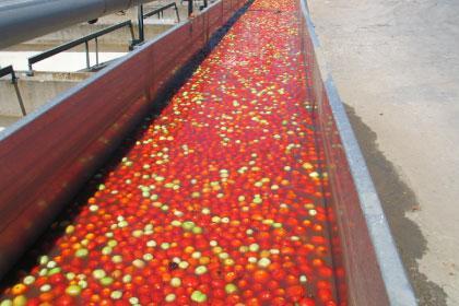 Canal de Transporte com Tomate
